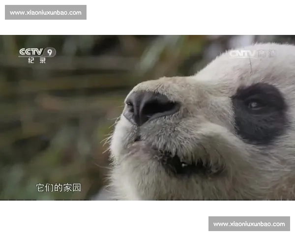 奇趣动物森林超级奔跑大赛巅峰角逐全程精彩纪实特别呈现盛况集锦